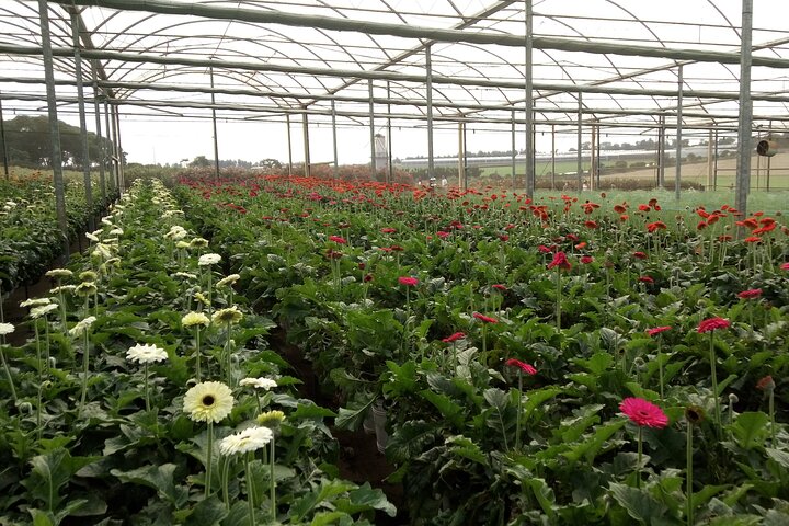 Chrysanthemum Wilt, Rust, Septoria Leaf Spot , Stem Rot