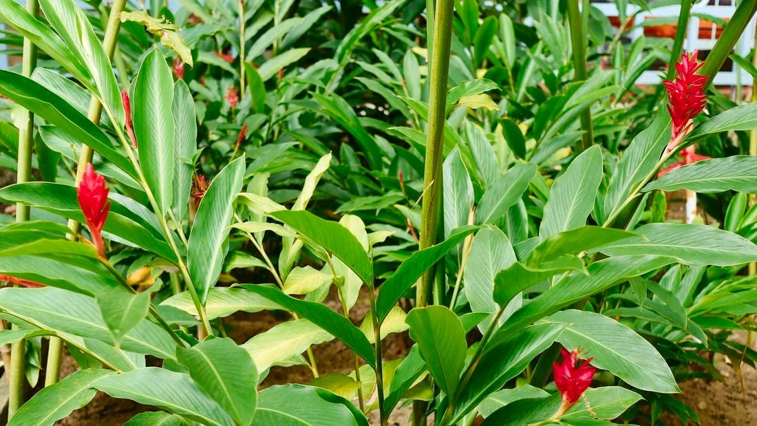 Ginger Crop Plantation. Please Contact 9933691008