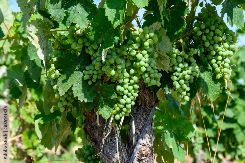 Successful organic grapes farming in bijapur mob- 9933691008